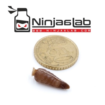 Ninjaalab Cicada Air Bodies