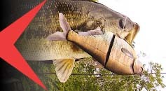 Swimbait Bass Fishing