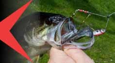 Spinnerbait e Buzzabait Bass Fishing