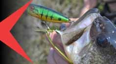 Popper - WTD - Crawler Bass Fishing