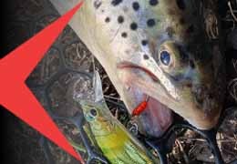 Assist Hook nella pesca alla trota: perché quelle slamate forse non erano colpa tua | Extrafg Blog