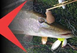 Luccio 1 - Pescatore 0? Non con questo Cavetto in Fluorocarbon! | ExtraFG Blog